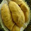 Ini adalah jenis durian di malaysia melaysia merupakan negara yang paling bayak durian berbanding. Https Encrypted Tbn0 Gstatic Com Images Q Tbn And9gcshrf5gcvuqozq6shuob 8dl29t0xq7knzrpv7goxi Usqp Cau