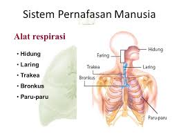 Membuang kelebihan karbondioksida sebagai limbah beracun produk dari proses tersebut. Sistem Respirasi Manusia Ppt Download