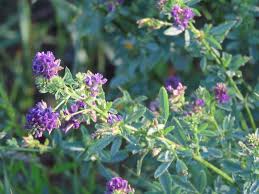 Image result for Medicago sativa