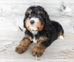 My merle is $3,000 firm (one blue eye) male the others are $2,500 (a male and a. View Ad Miniature Bernedoodle Puppy For Sale Near Ohio Millersburg Usa Adn 210578
