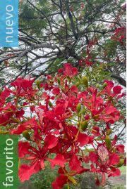 Image result for Newtonia hildebrandtii