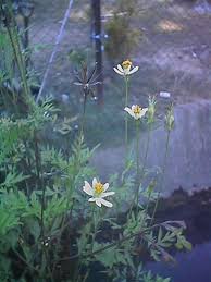 Digunakan secara tradisi untuk memperbaiki peredaran darah. Ooi S Flora Malaysiana Ver 1 0 Bunga Ulam Raja Tulin Putih Cocow01c Htm 1997 2002