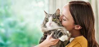 See more ideas about cat shedding, dog cat, cat grooming. First And Only Cat Allergen Reducing Food To Launch In Uk Nestle