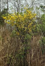 Image result for Cassia sieberiana