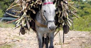 Tis Perissoteres Fores To Fortio Einai Bary Ergazontai Sklhra Courtesy Greek Animal Welfare Fund Gawf Animal A In 2020 Work With Animals Animals Animal Faces