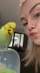 4 young male budgies, Larne Area