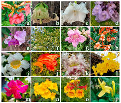 Image result for Bignoniaceae