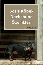sosis kopek dachshund ozellikleri ve bakimi kopek dakhund sosi s