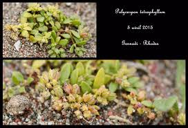 Image result for Polycarpon