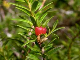 Image result for Podocarpaceae