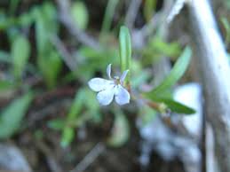 Image result for Lobelia anceps