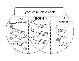 Venn Diagram For Dna And Rna Bismi Margarethaydon Com