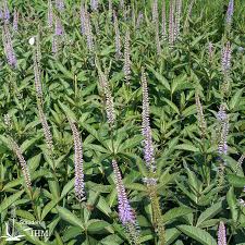 Fascination is a truly fascinating and gorgeous variety of culver's root. Veronicastrum Virginicum Fascination Stauden Ihm