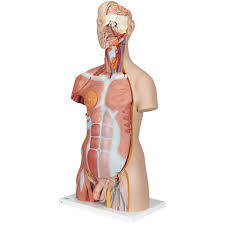 The muscles of the torso are interesting on many levels. Amazon Com 3b Scientific B40 Deluxe Muscle Torso 31 Part 3b Smart Anatomy Industrial Scientific