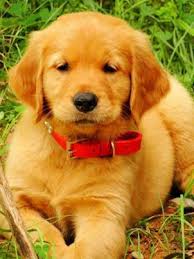 Adopt geewhiz riley moore a red / golden / orange / chestnut irish setter / retriever. Golden Retriever Puppy With A Red Collar Golden Retriever Dogs Golden Retriever Golden Puppies