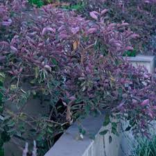 Image result for Vitex patula