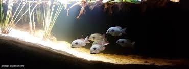 Image result for Pycreus mundtii