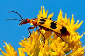 Image result for Buchnera chimanimaniensis