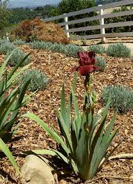 Style arms greyed orange, oxblood midrib; Iris Bearded Bernice S Legacy Bernice S Legacy Iris Plantmaster