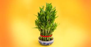 This green plant is sure to bring good luck and happiness | Lucky bamboo |  Feng Shui | happiness | Chinese | Wu Xing | astro | Onmanorama | astrology  | indoor | prediction | pseudoscience