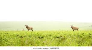 Image result for Habenaria debeerstiana