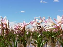 Image result for Crinum paludosum