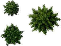 Landscape Designs Plants Furniture Pine Tree Plan Png 571x434 Png Download Trees Top View Tree Photoshop Tree Plan Png