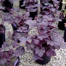 Image result for Heuchera `Midnight Rose`