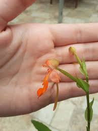 Image result for Habenaria galpinii