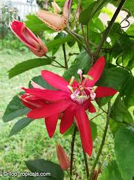 Image result for Passiflora vitifolia
