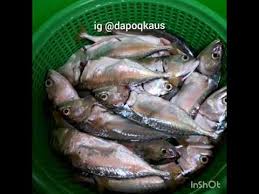 Cara membuat bekasam ikan : Cara Mudah Buat Ikan Pekasam Youtube