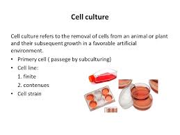 Check spelling or type a new query. Cell Culture Cell Lines Transfection And Overexpression Ppt Video Online Download