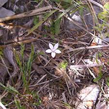 Image result for Wahlenbergia huttonii