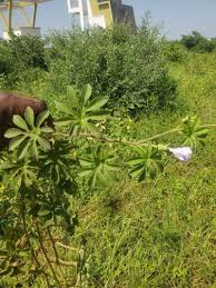 Image result for Ipomoea pes-tigridis