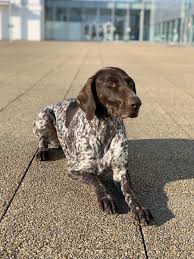 Image result for německý ohař krátkosrstý