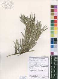 Image result for Ozoroa homblei