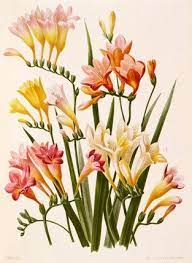 Freesia Corymbosa Goffart J L Lithographer Botanical Flowers Flower Painting Botanical Prints