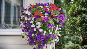 However, with a little bit of dedication and the right amount of sun, water and fertilizer, your hanging basket will last. Hanging Basket Care Alsip Home Nursery