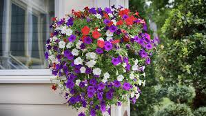 These long lasting summer blooms will survive even in extreme heat. Hanging Basket Care Alsip Home Nursery
