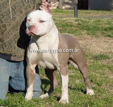 pitbull silver fawn pitbulls pitbull terrier xl pitbull