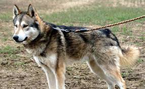 Voir plus d'idées sur le thème chien loup, loup, chien. Le Tamaskan Caractere Origine Conseils D Elevage Sante