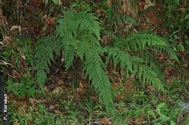 Image result for Odontosoria africana