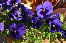 Something so outlandish that no sane buyer could ever be expected to purchase it, yet marketed right next to the brownie mix. 4 Edible Flowers You Should Be Eating For Health Reasons