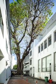 Image result for Ficus altissima