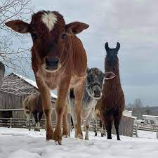 See all things to do. Honey Hill Farm Mobile Pony Rides And Petting Zoo Posts Facebook