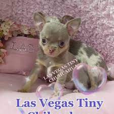 Lilac Chihuahua Puppies Video Chihuahua Puppies Puppies Teacup Puppies