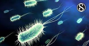 Enterica is the type species and is further divided into six subspecies that include over 2. Antibiotic Susceptibility Patterns Of Salmonella Typhi In Jakarta And Its Trends Within The Past Decade Scialert Responsive Version
