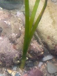 Image result for Zosteraceae