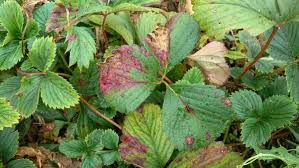 Image result for květopas jahodníkový