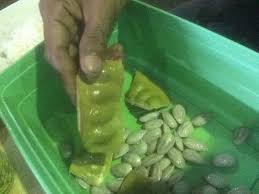 Ulasan kali ini akan memberikan informasi mengenai cara membuat tanaman cepat berbuah sehingga anda tidak perlu cemas lagi ketika tanaman anda sulit berbuah. Cara Mudah Buat Petai Jeruk Dgn Modal Makan Sedap Johor Facebook